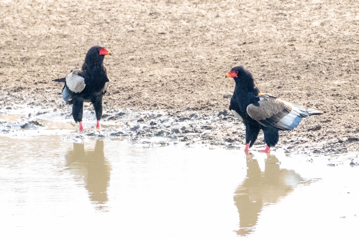 Bateleur - ML642515167