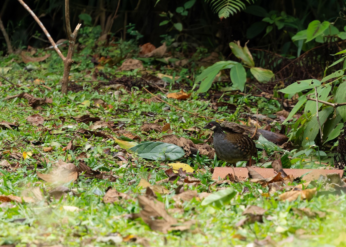 Malayan Partridge - ML642515188