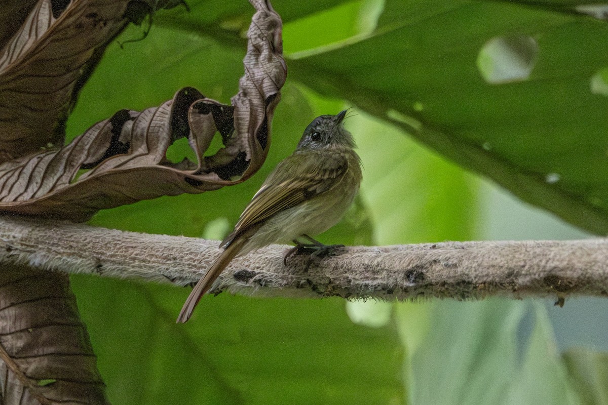 Slaty-capped Flycatcher - ML642515191