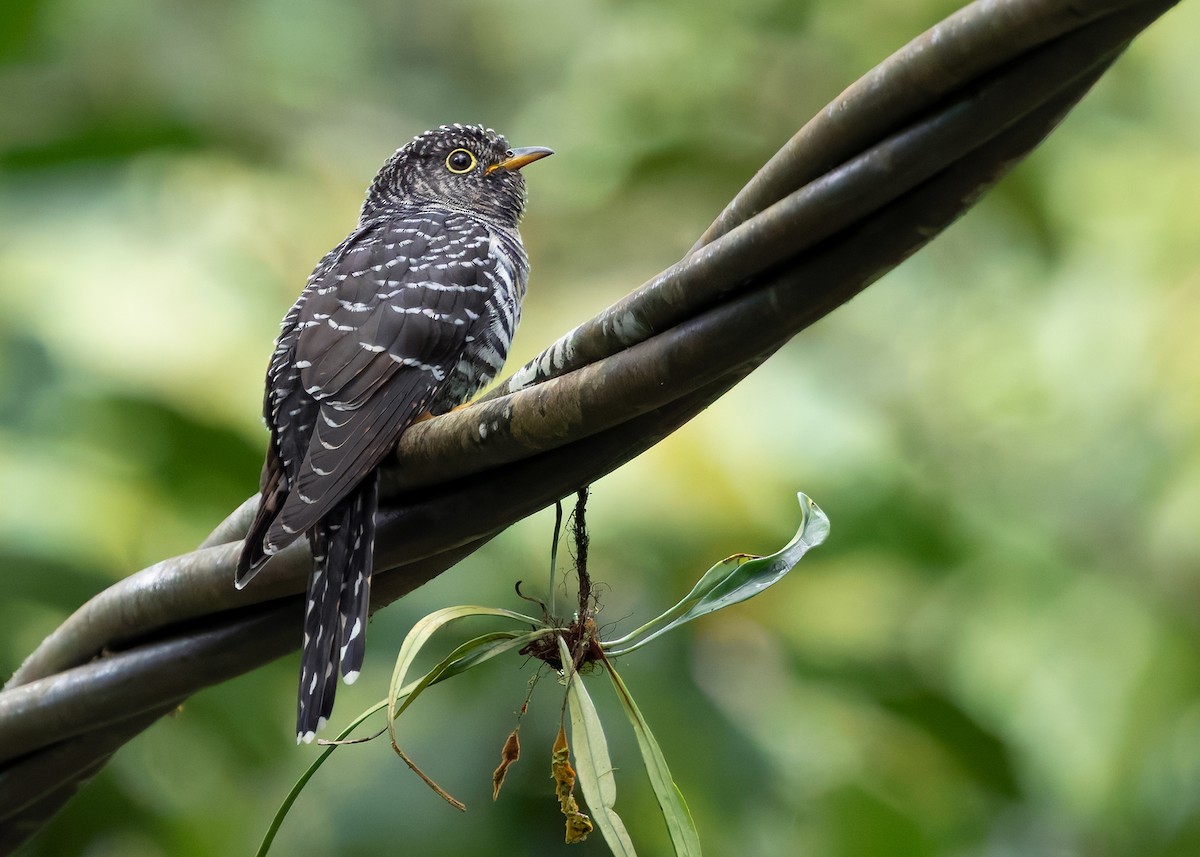 Sunda Cuckoo - ML642515194
