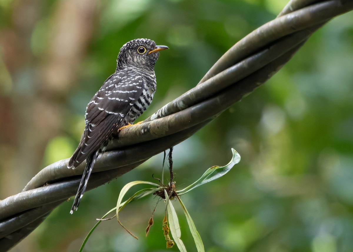 Sunda Cuckoo - ML642515195