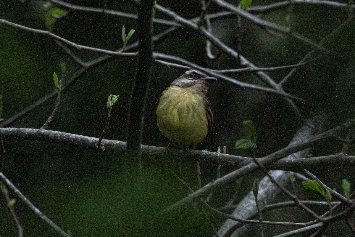 Golden-crowned Flycatcher - ML642515198