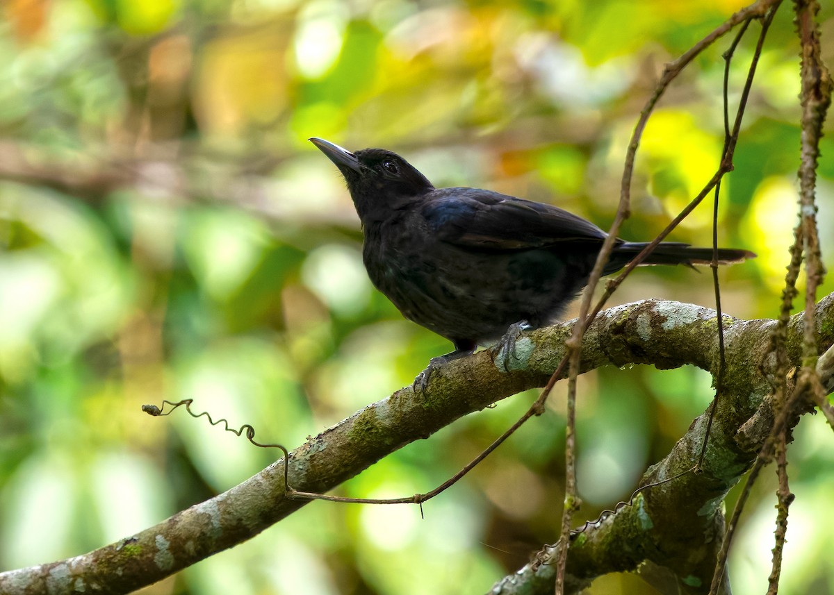 Black-and-crimson Oriole - ML642515212