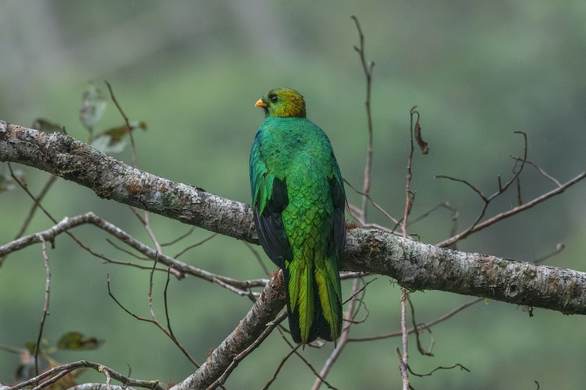 Golden-headed Quetzal - ML642515216
