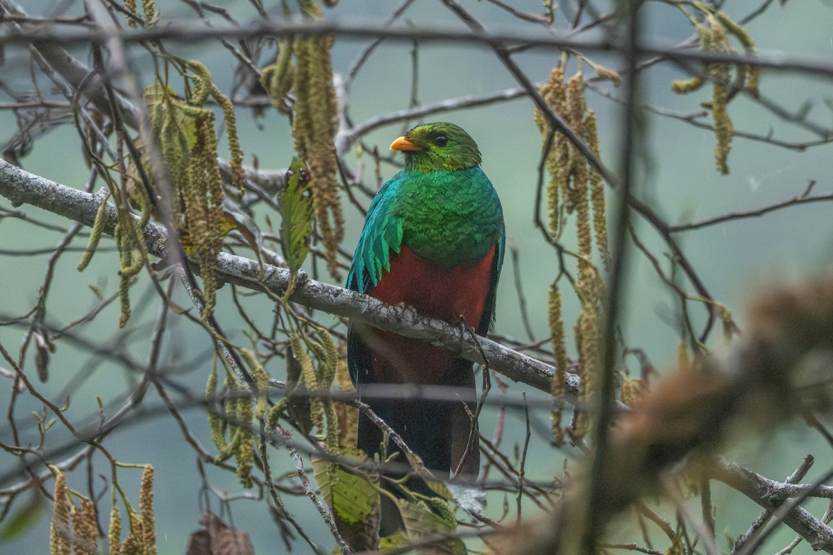 Golden-headed Quetzal - ML642515218
