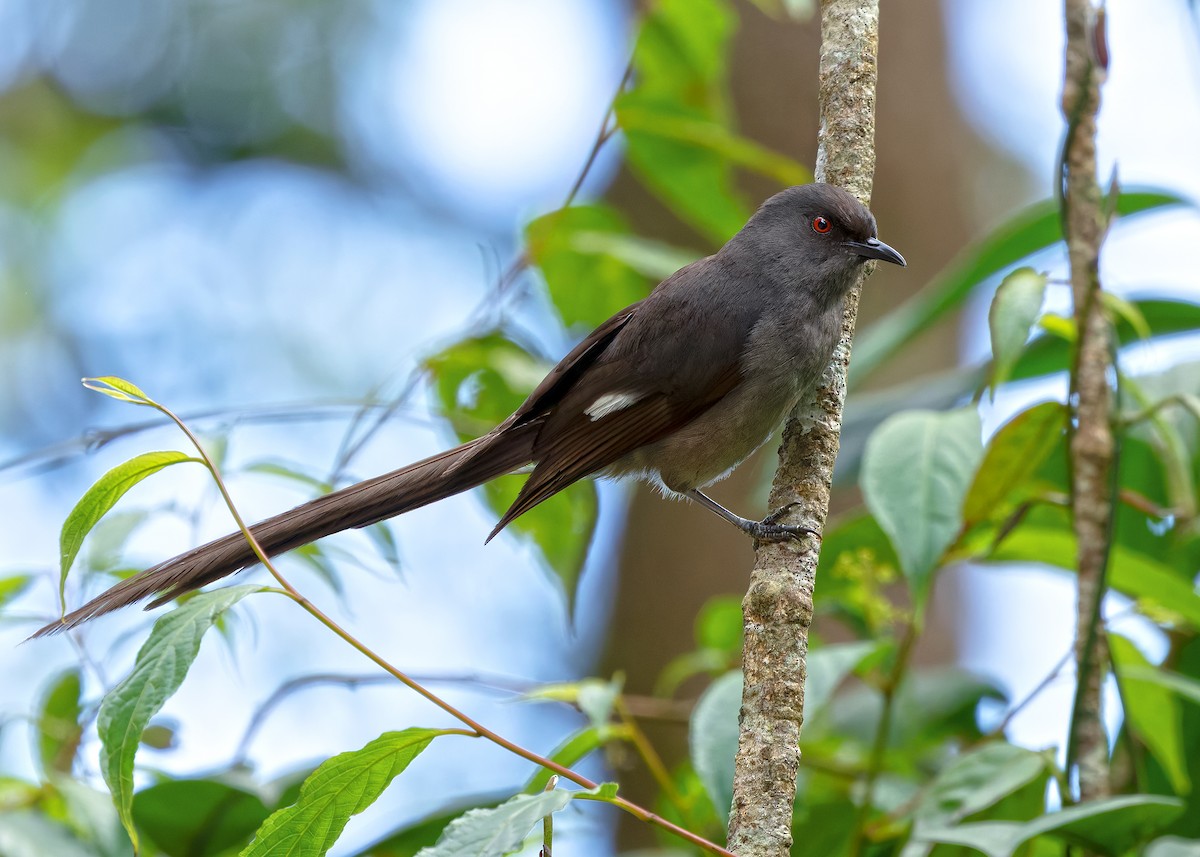Long-tailed Sibia - ML642515222