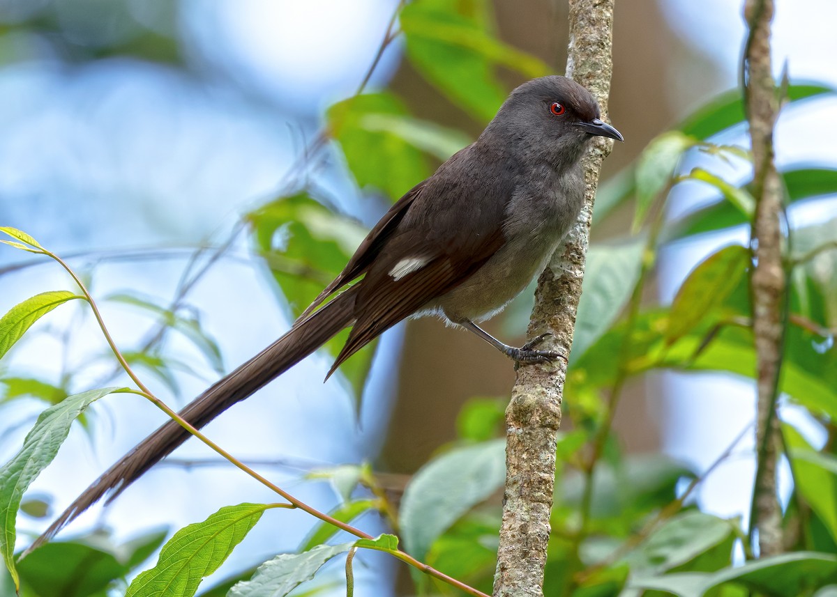 Long-tailed Sibia - ML642515223