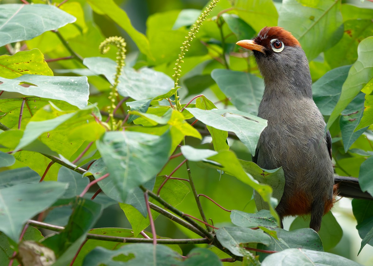 Chestnut-capped Laughingthrush - ML642515227