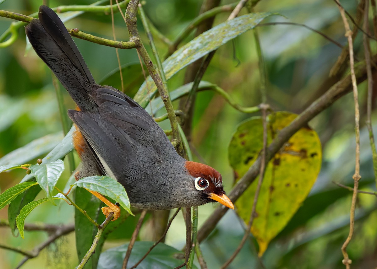 Chestnut-capped Laughingthrush - ML642515228