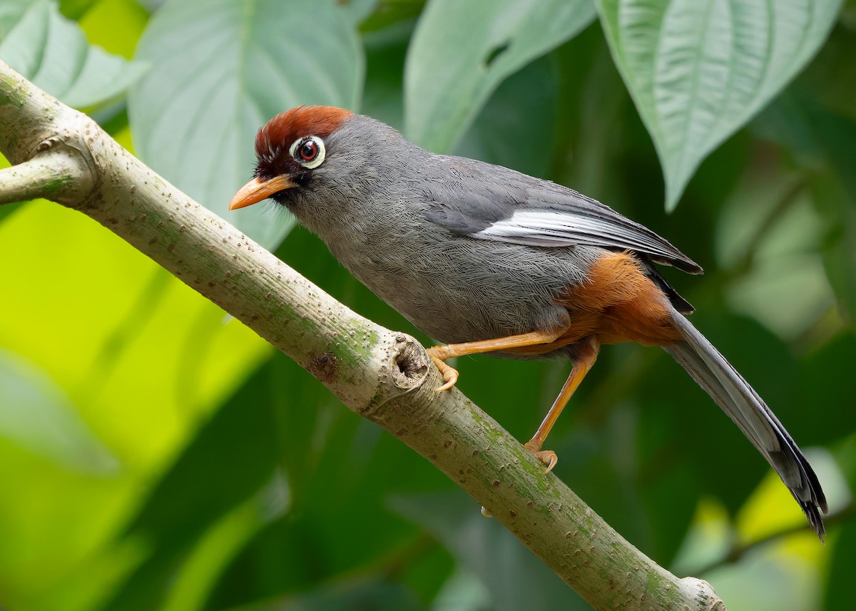 Chestnut-capped Laughingthrush - ML642515229