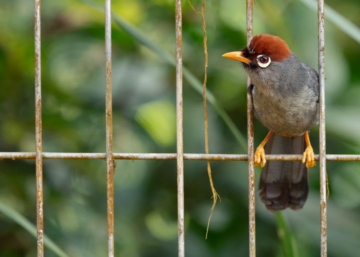 Chestnut-capped Laughingthrush - ML642515230