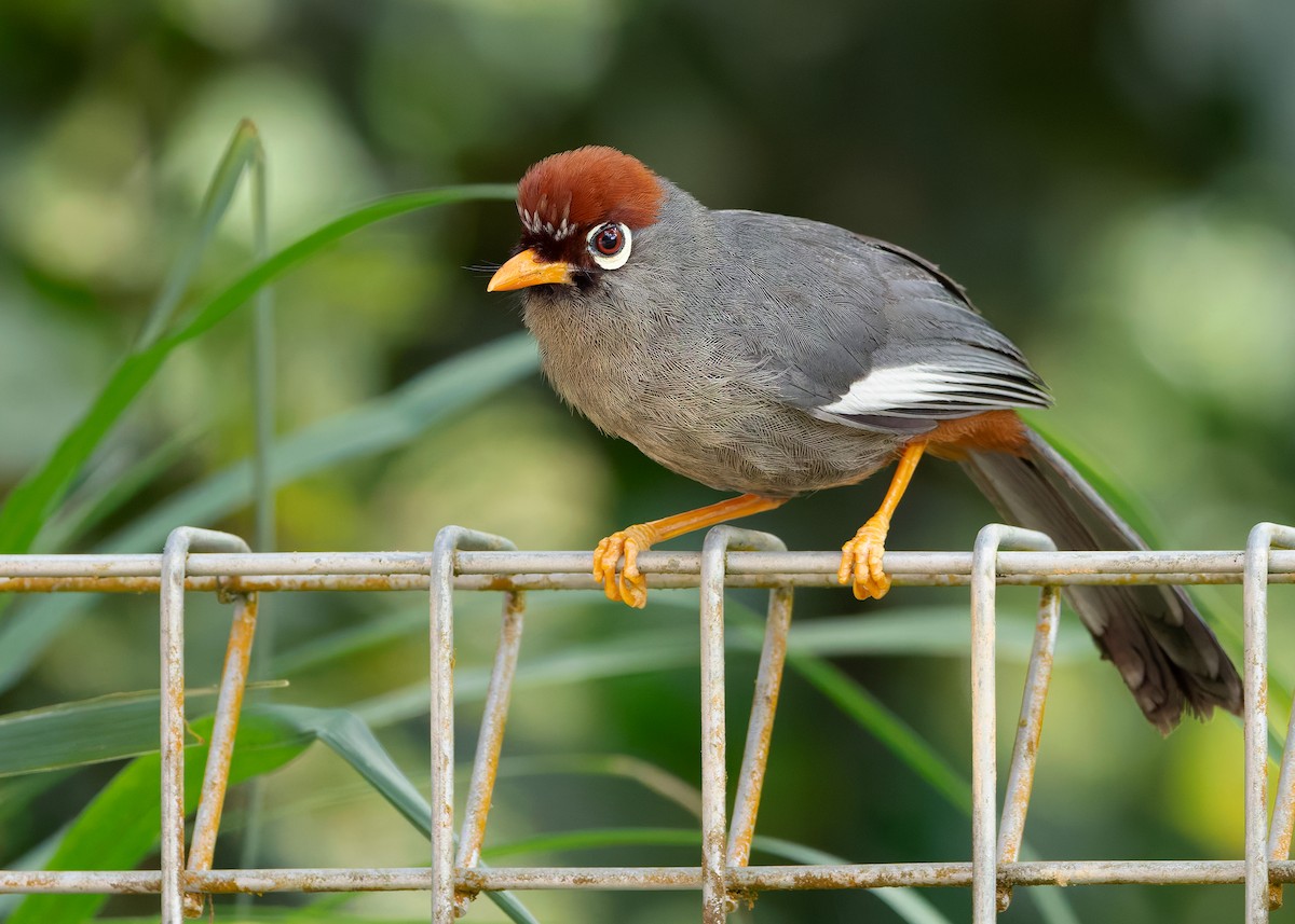 Chestnut-capped Laughingthrush - ML642515231