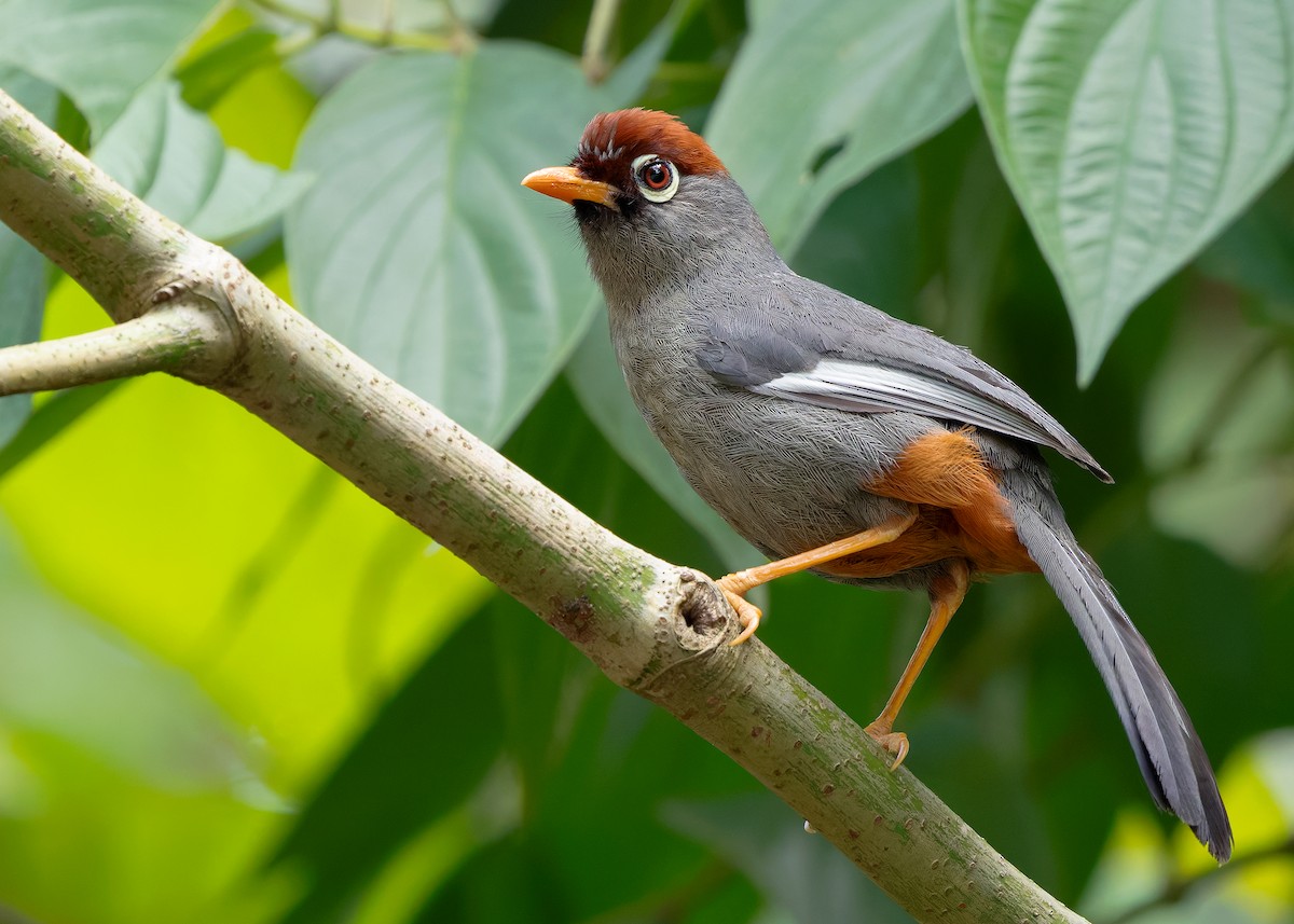 Chestnut-capped Laughingthrush - ML642515232