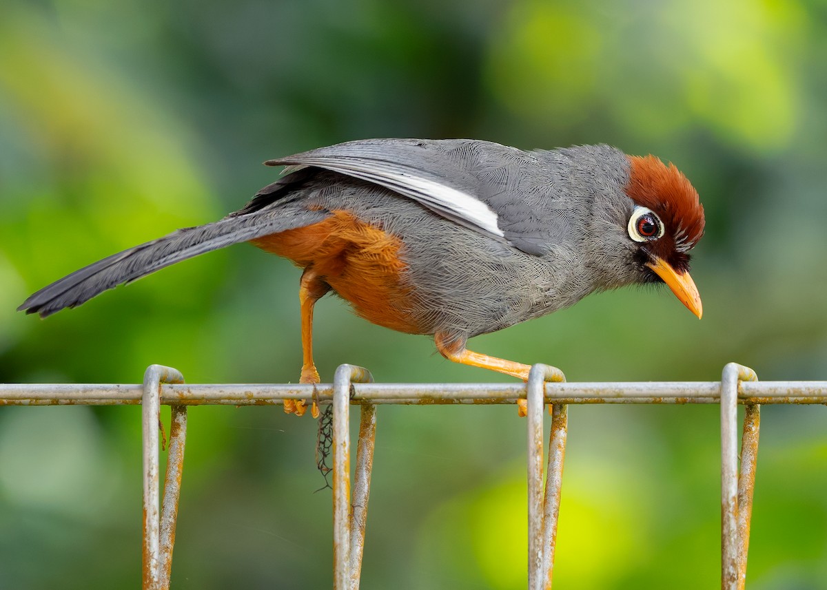 Chestnut-capped Laughingthrush - ML642515234
