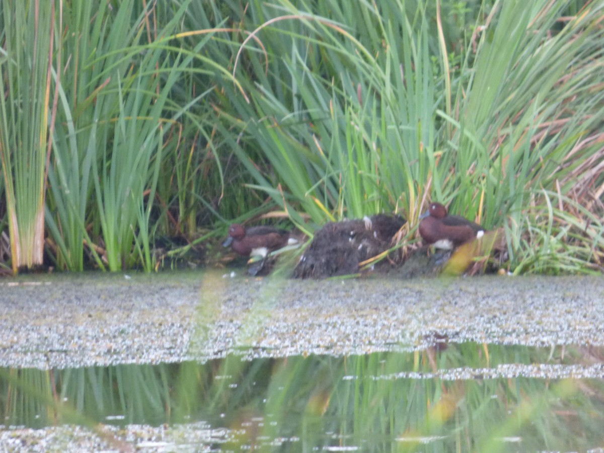 Ferruginous Duck - ML642515238