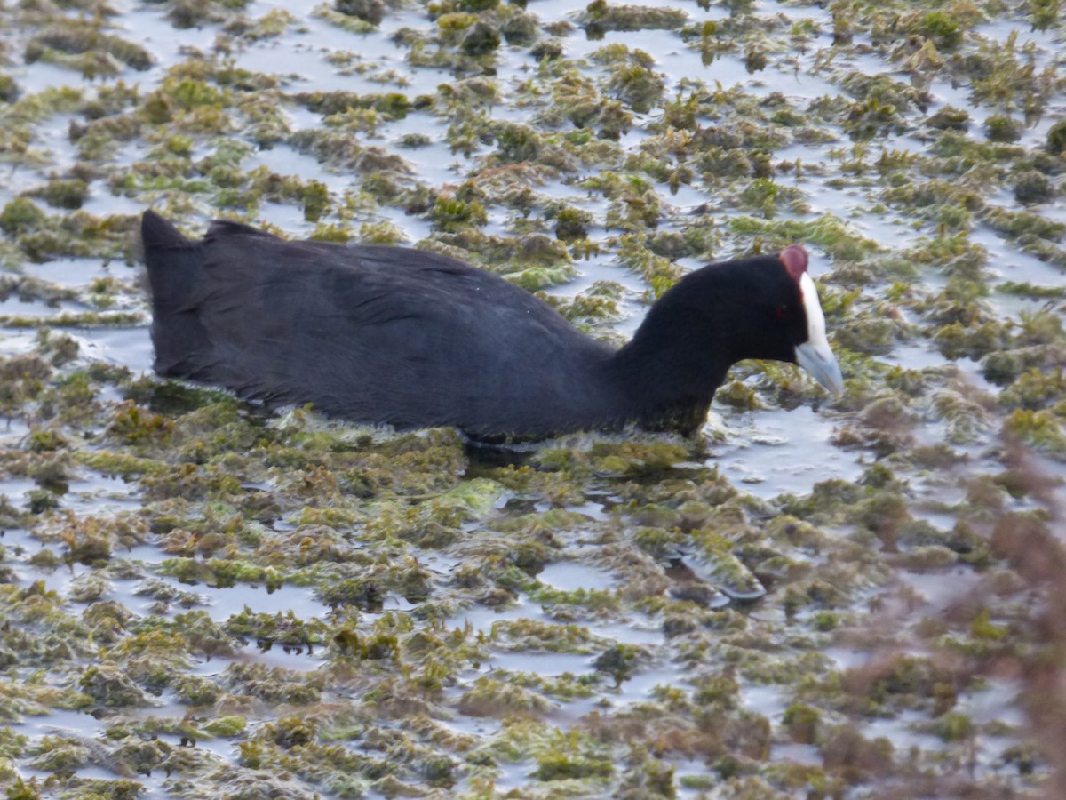 Red-knobbed Coot - ML642515240