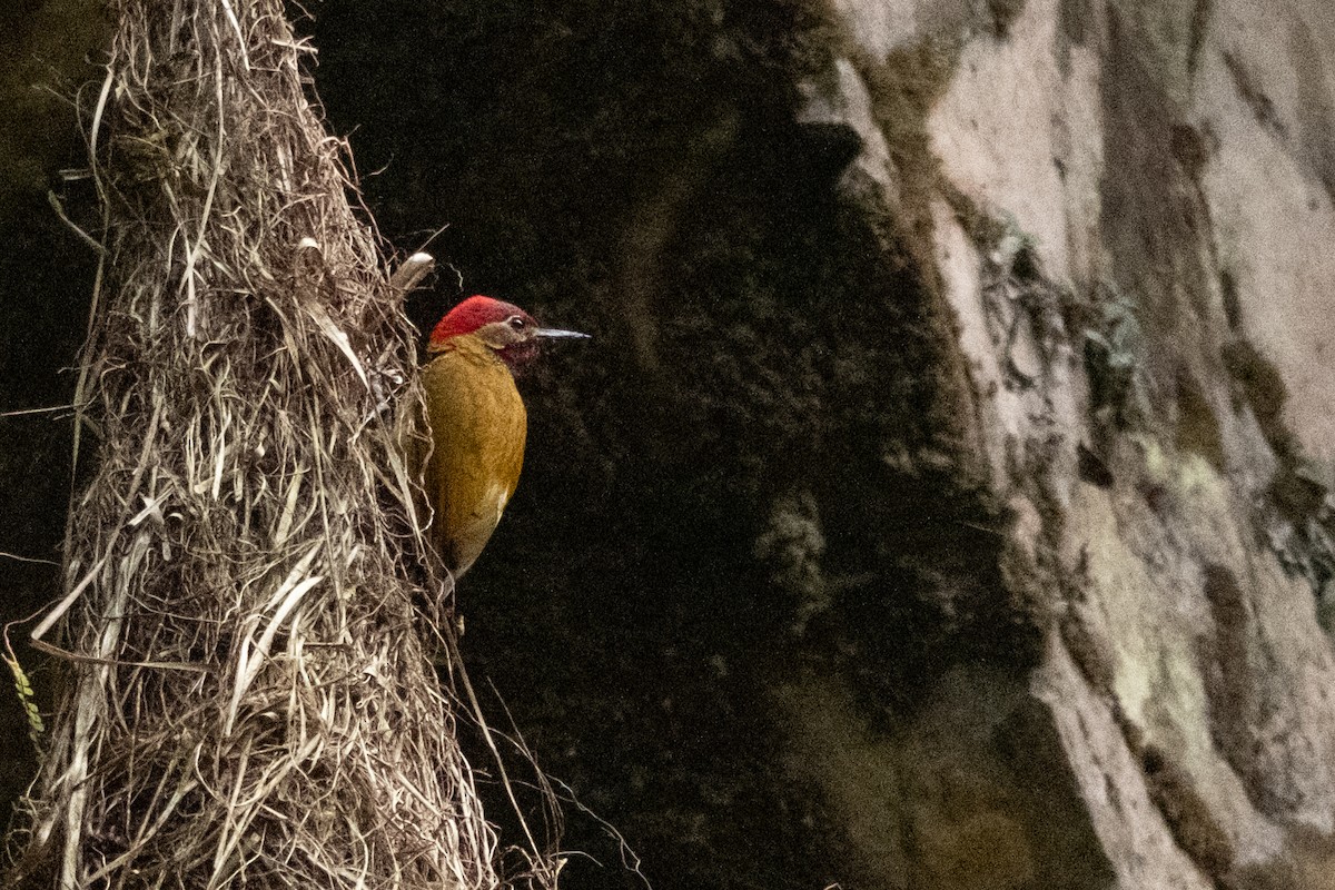 Golden-olive Woodpecker - ML642515241