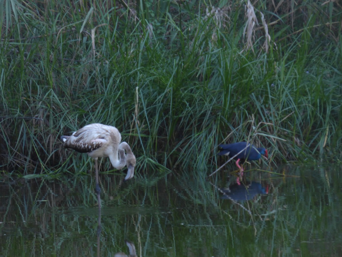 Western Swamphen - ML642515242