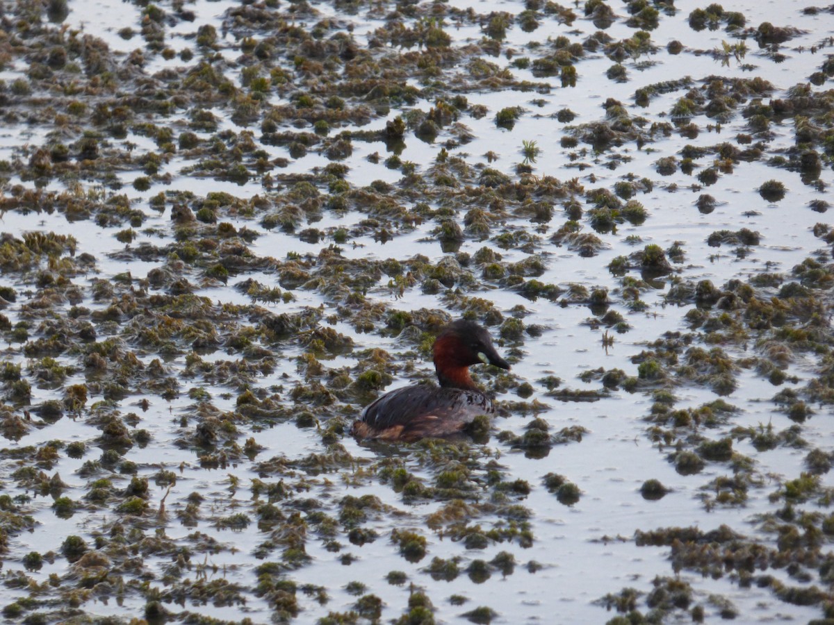 Little Grebe - ML642515246