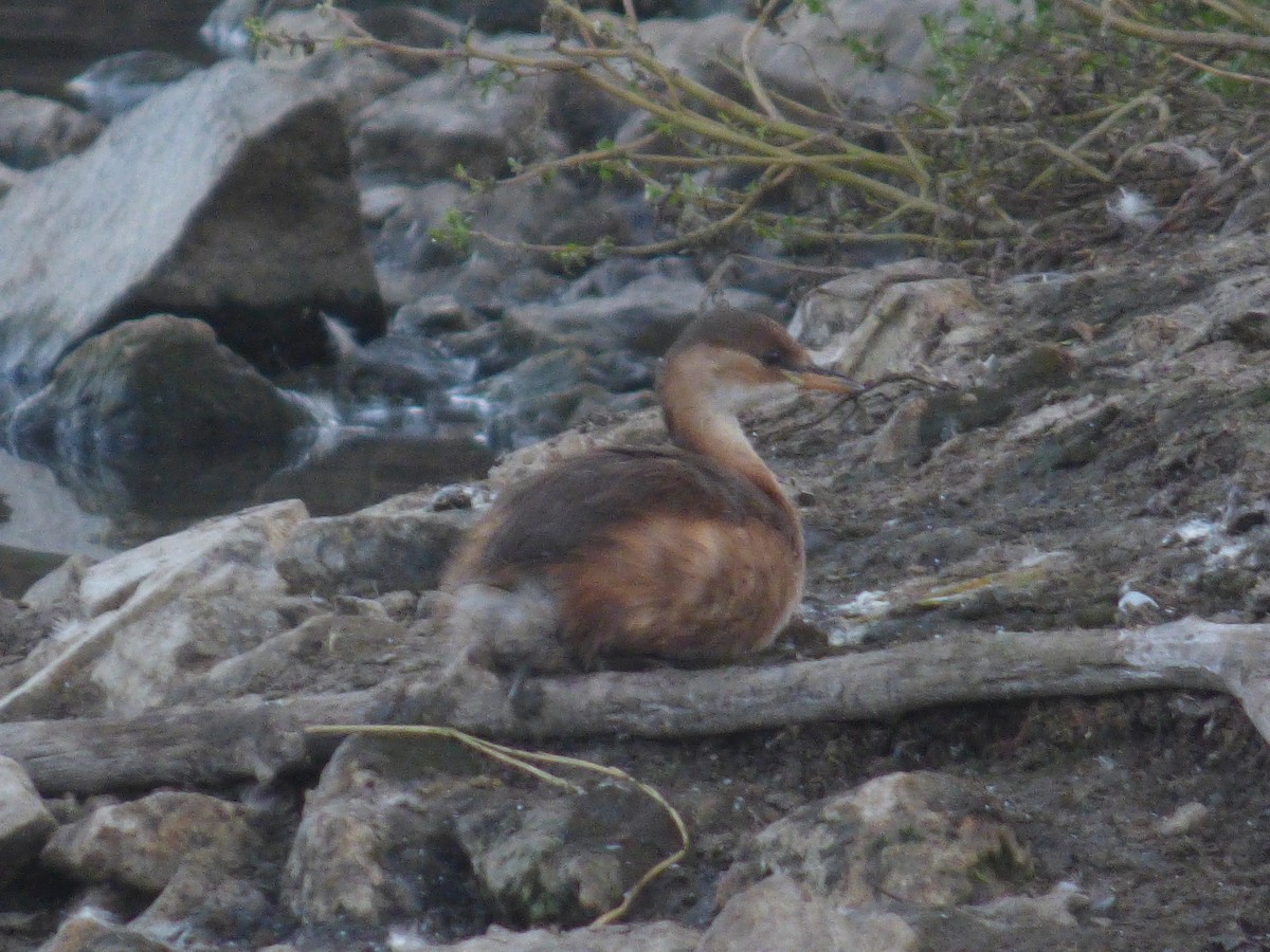 Little Grebe - ML642515248