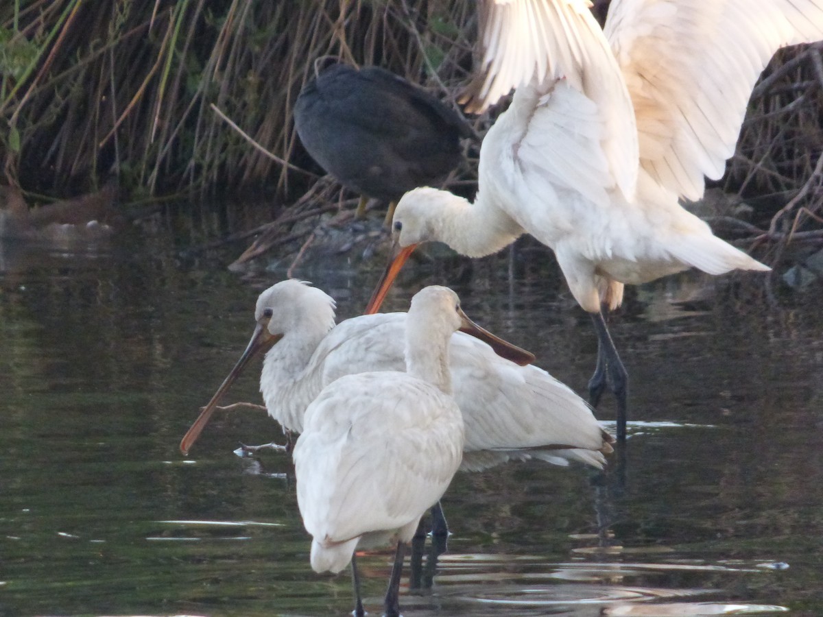 Eurasian Spoonbill - ML642515252