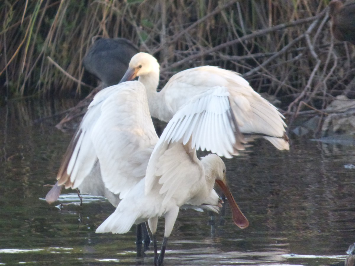 Eurasian Spoonbill - ML642515253
