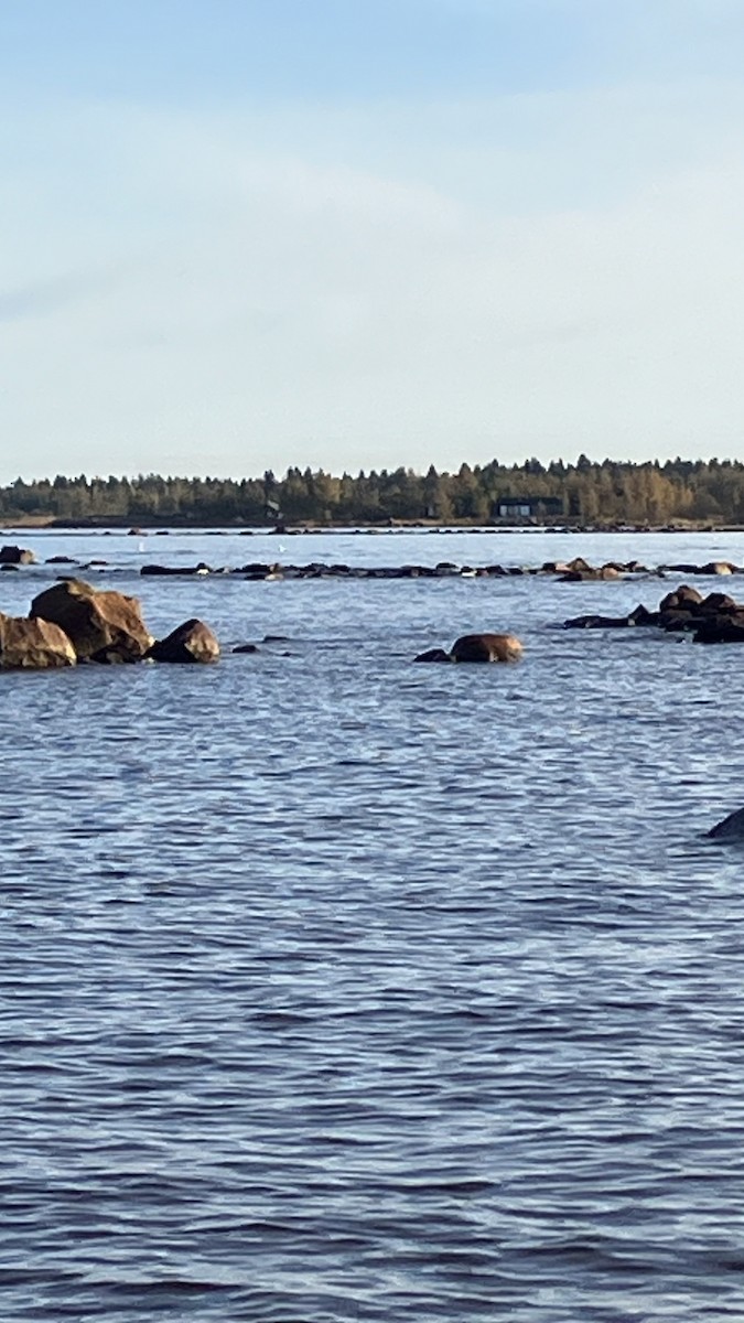 Гангар хун - ML642515265