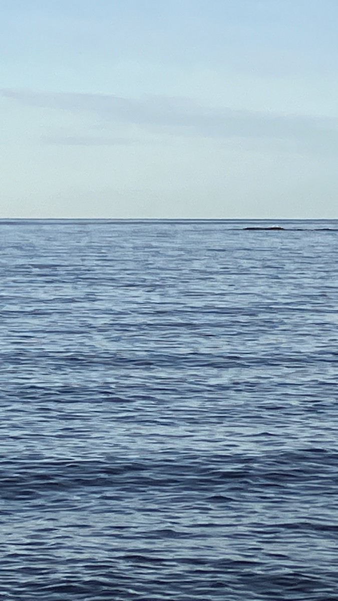 Гангар хун - ML642515268