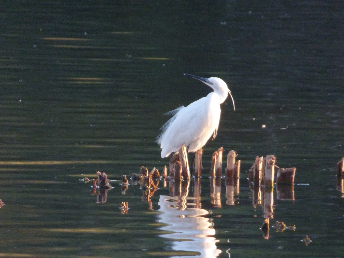 Little Egret - ML642515278