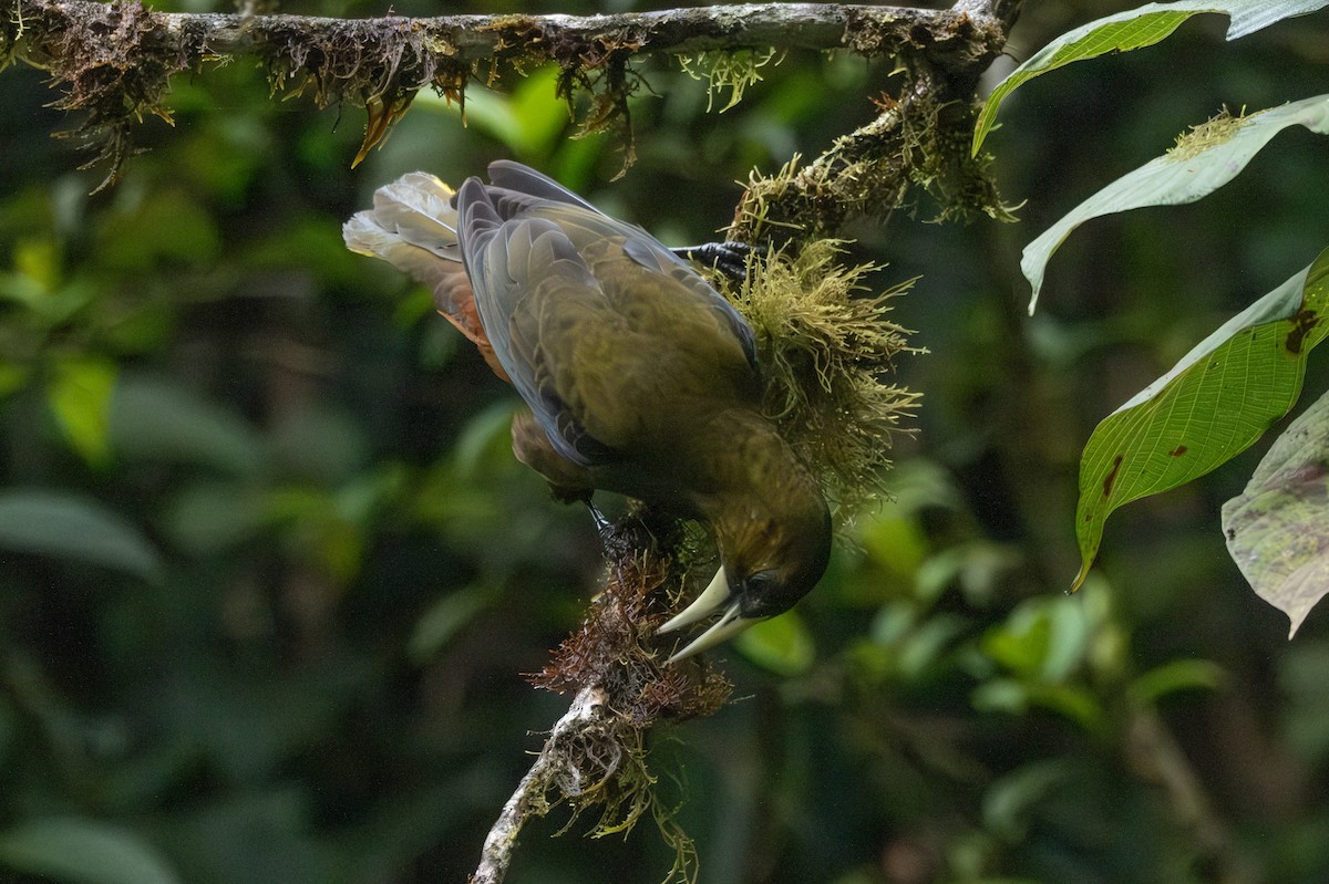 Dusky-green Oropendola - ML642515281