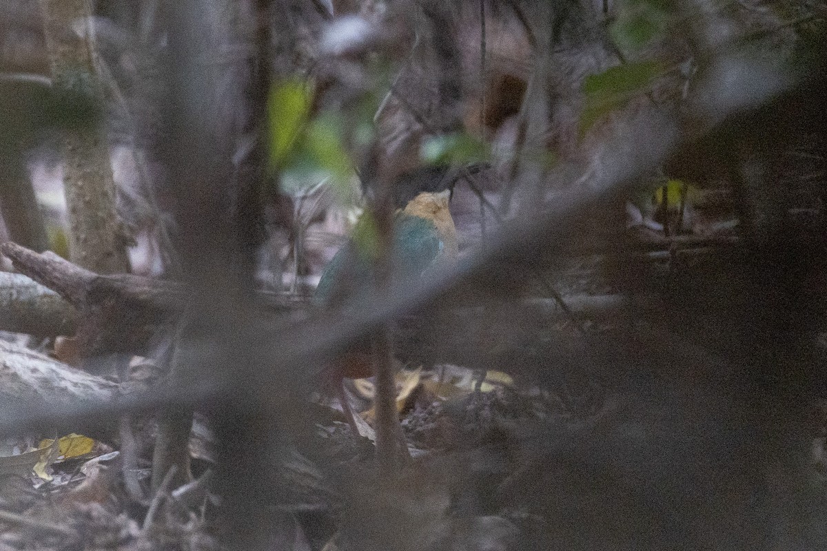 Noisy Pitta - ML642515284