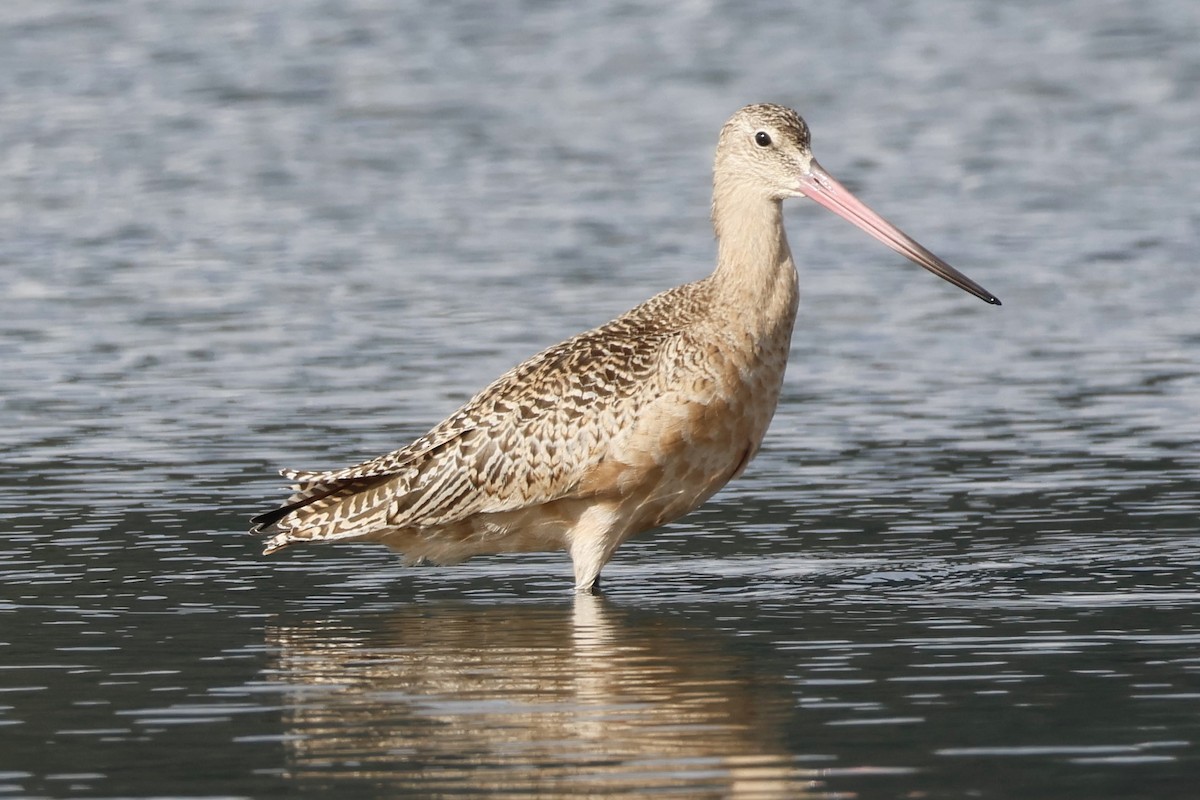 břehouš velký - ML642515294