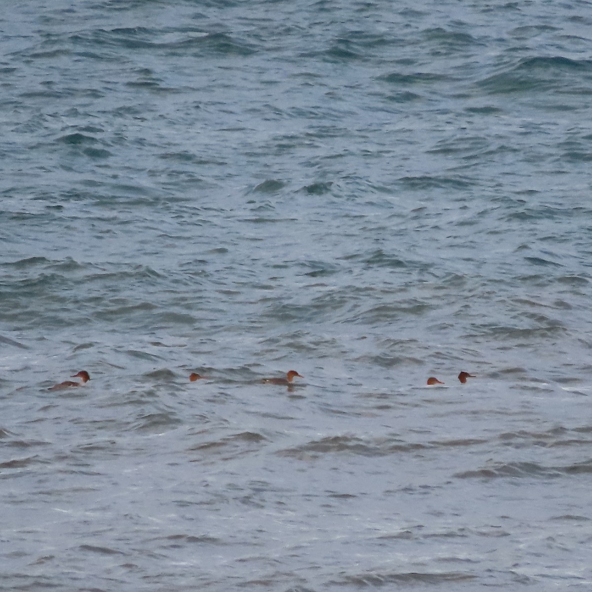 Red-breasted Merganser - ML642515300