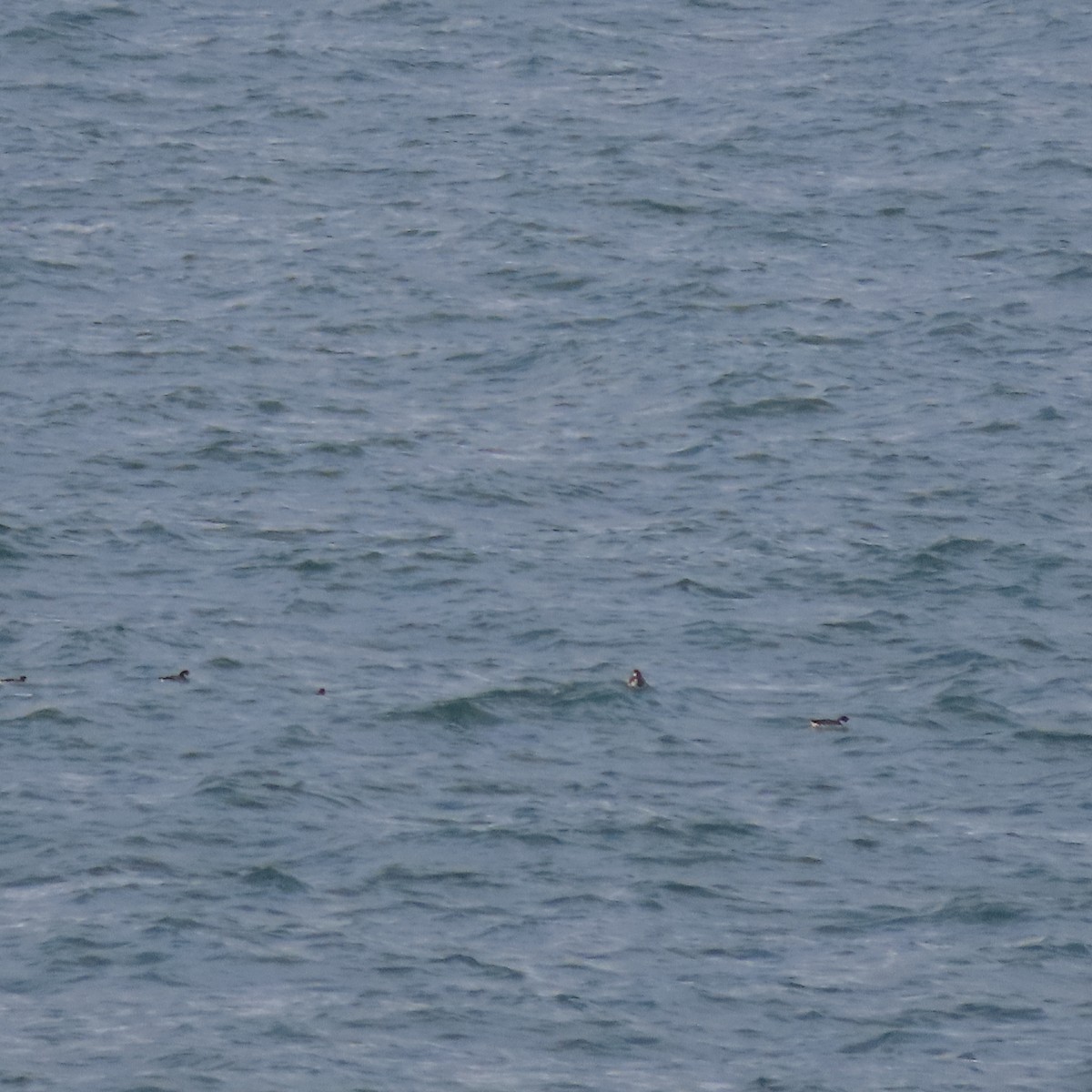 Ancient Murrelet - ML642515301