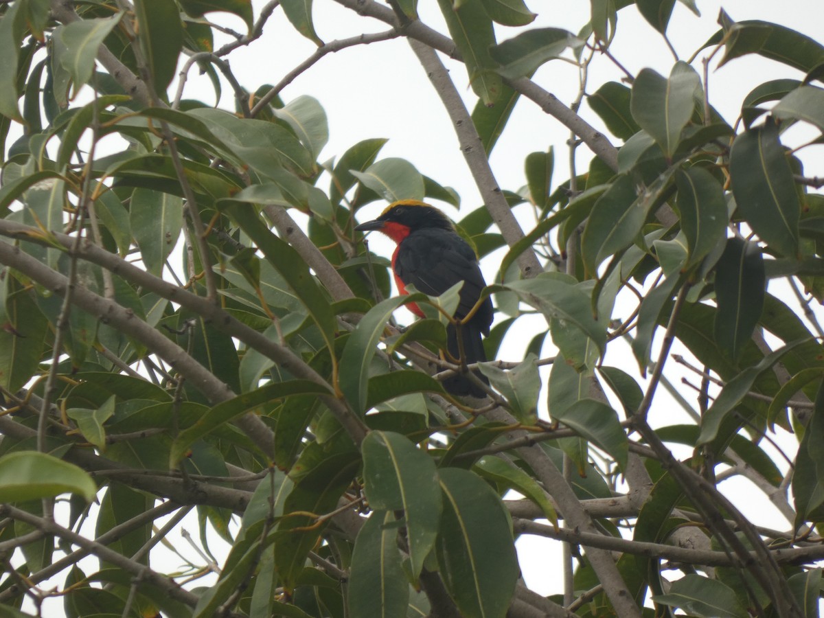 Yellow-crowned Gonolek - ML642515317