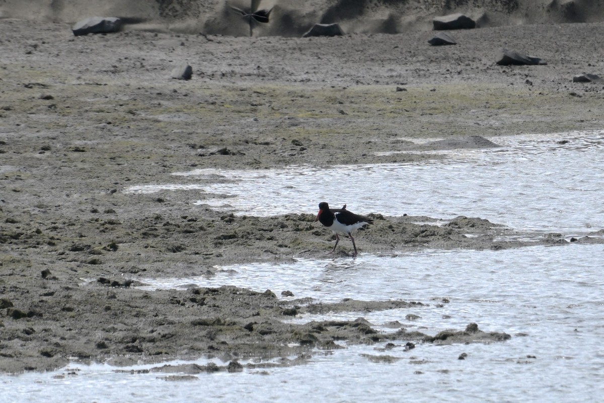 Pied Oystercatcher - ML642515326