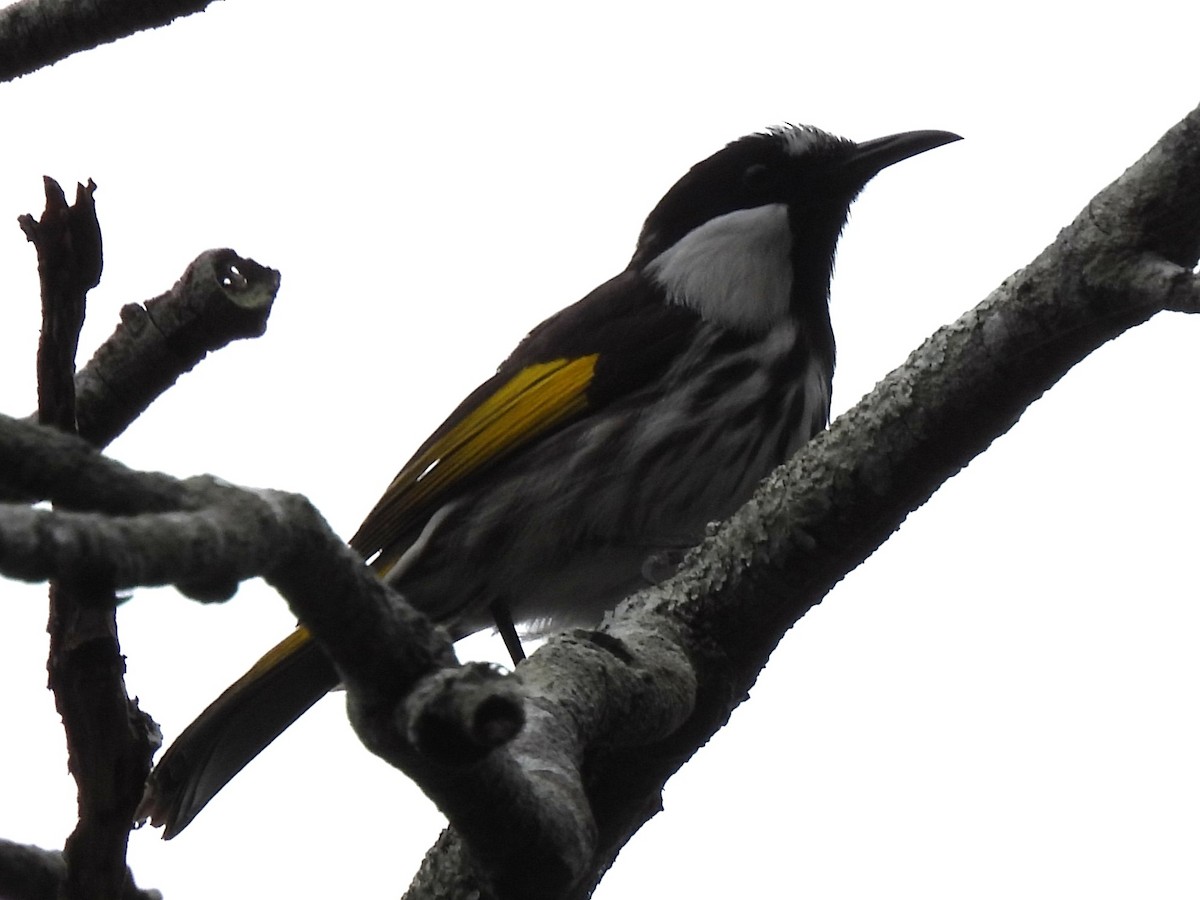 White-cheeked Honeyeater - ML642515336
