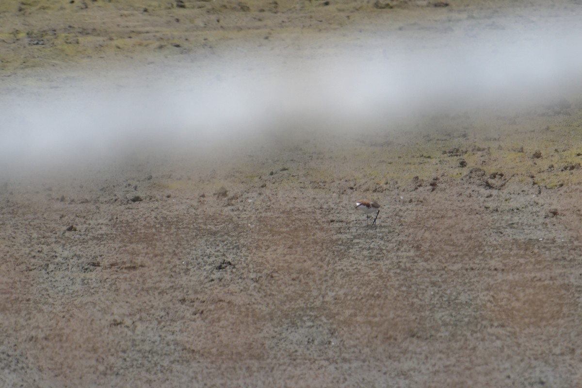 Red-capped Plover - ML642515348