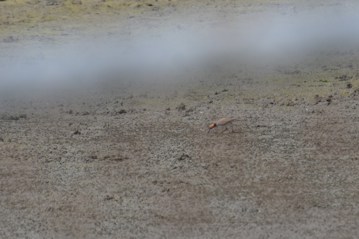 Red-capped Plover - ML642515350