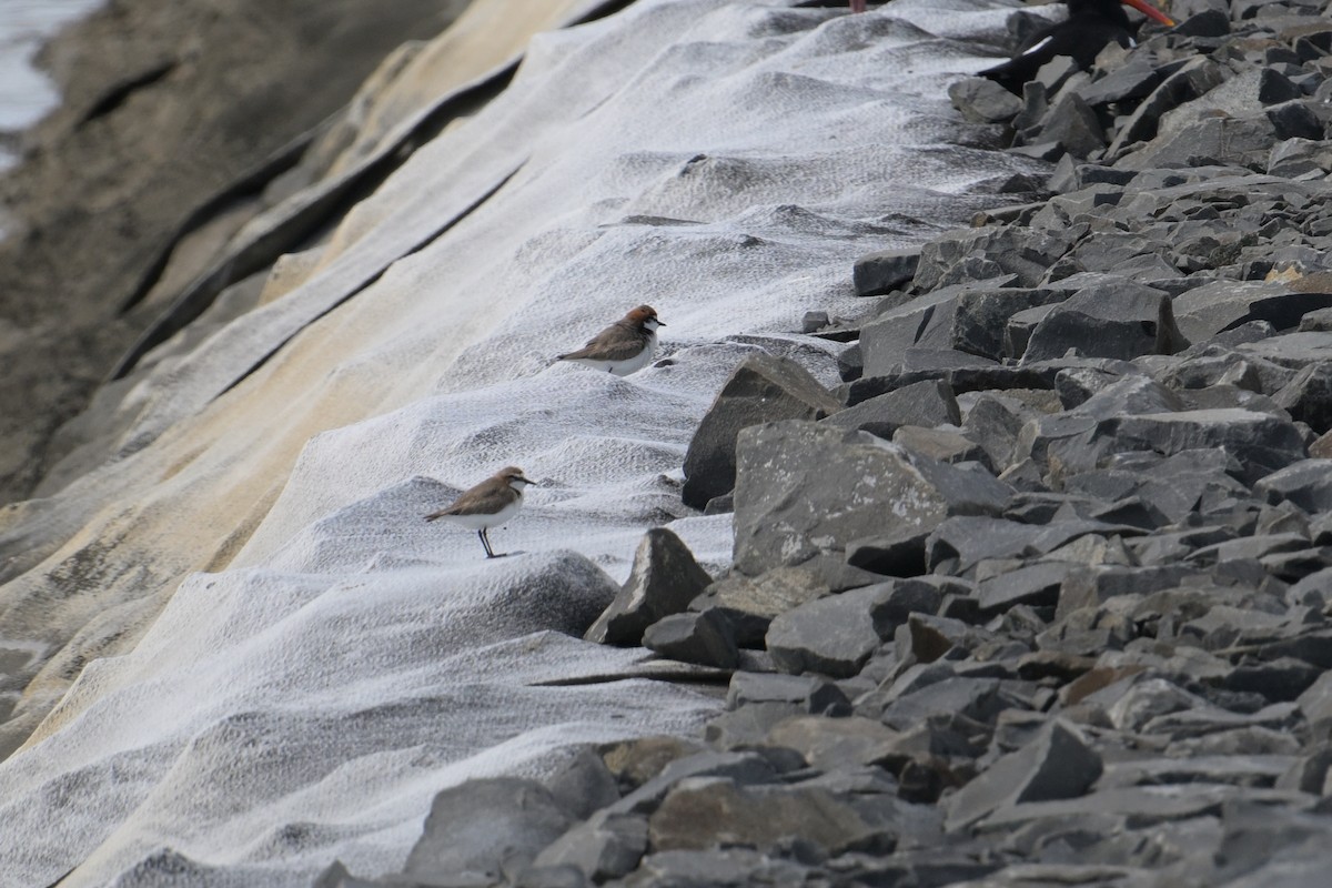 Red-capped Plover - ML642515351