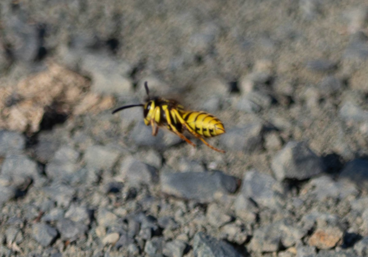 Western Yellowjacket - ML642515353
