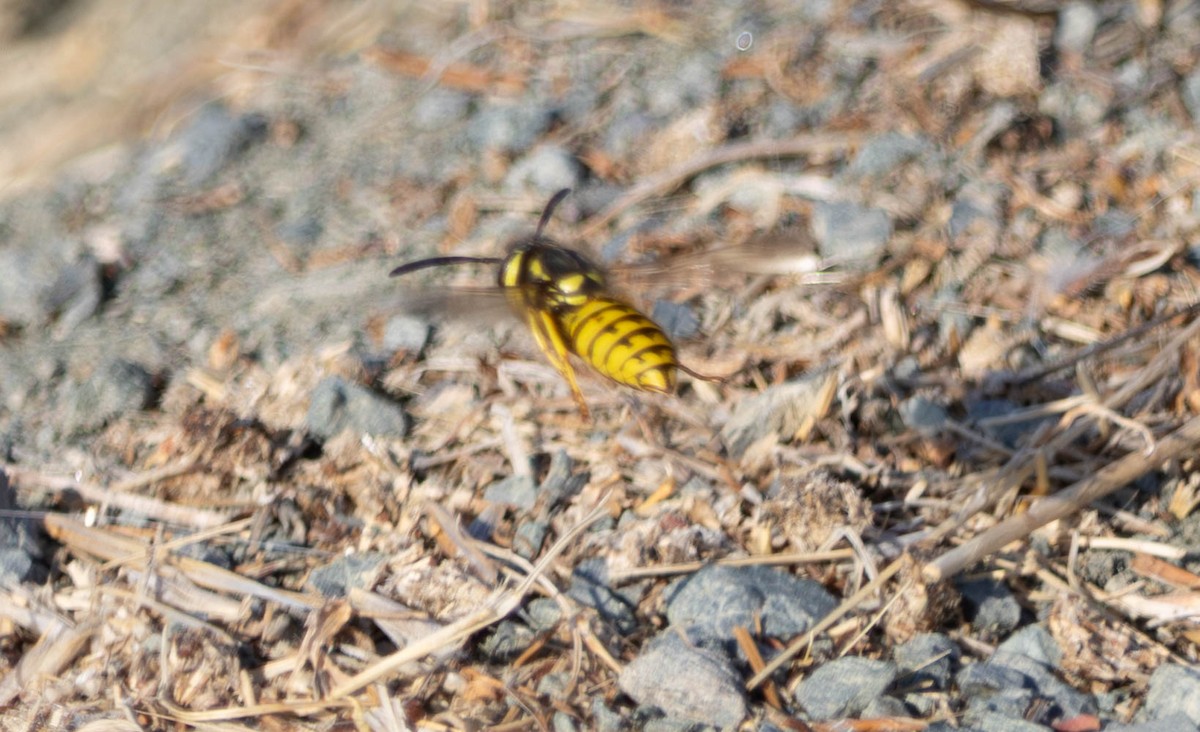 Western Yellowjacket - ML642515354