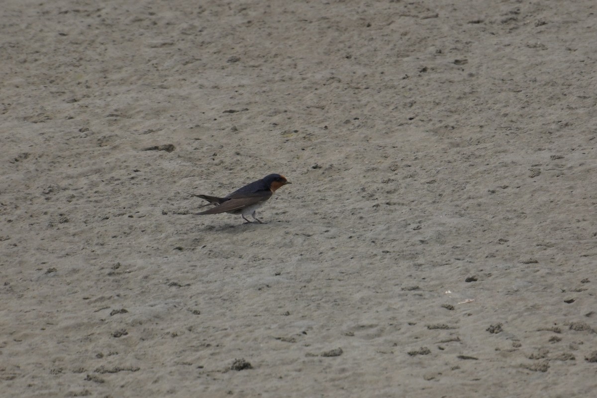 Welcome Swallow - ML642515355