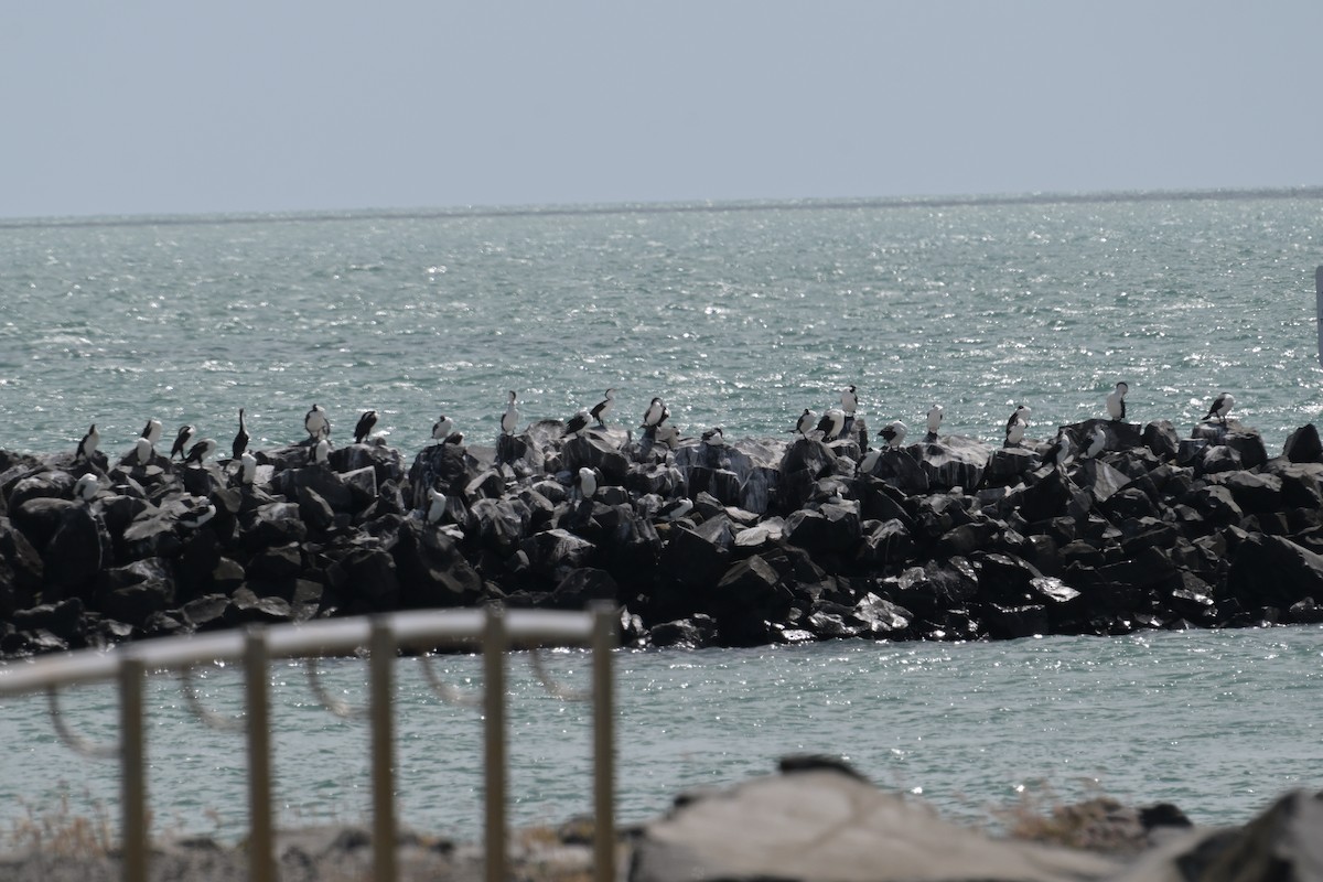 Pied Cormorant - ML642515367