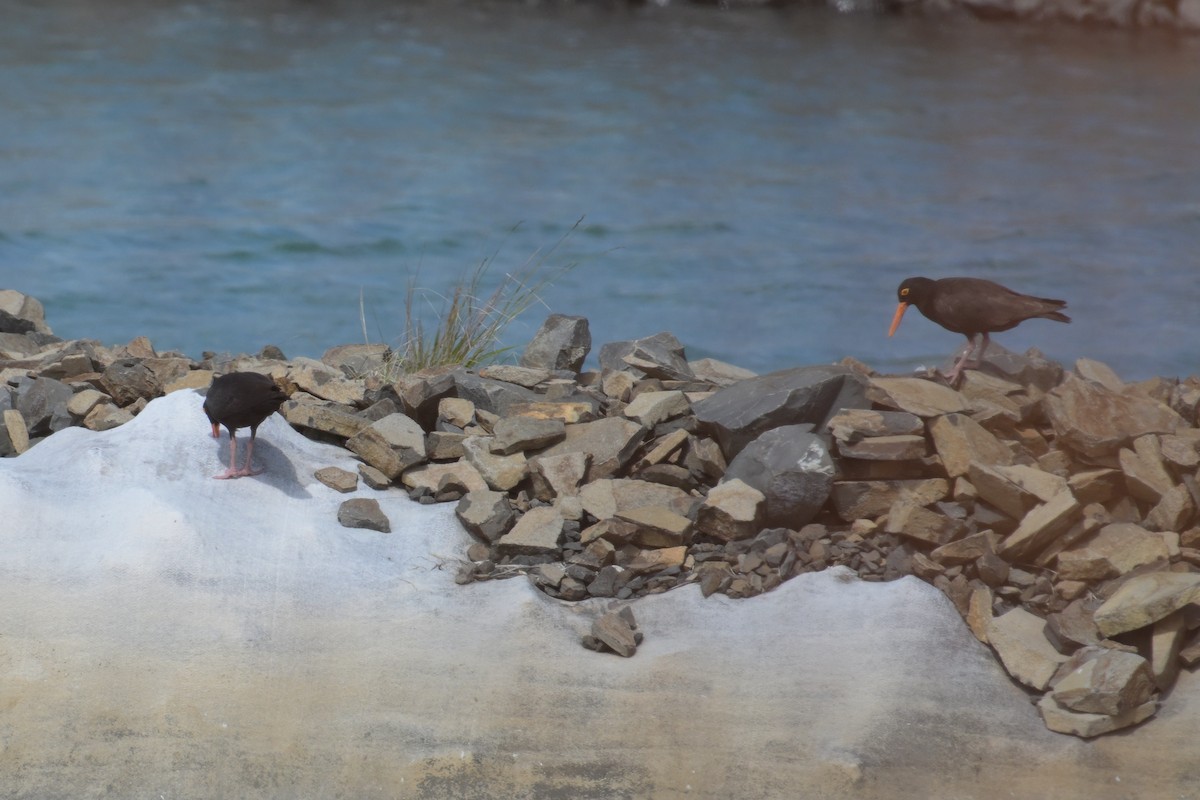 Sooty Oystercatcher - ML642515369