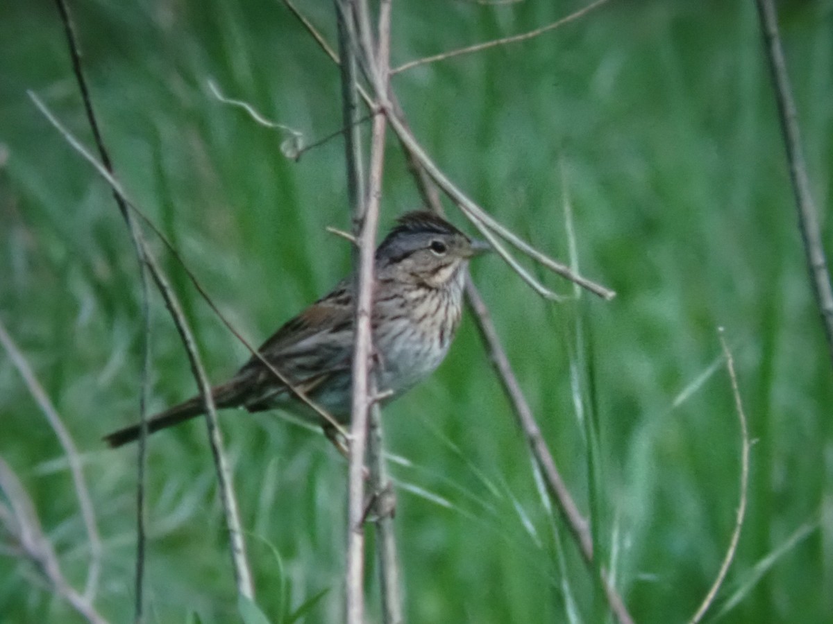 Lincoln's Sparrow - ML642515370