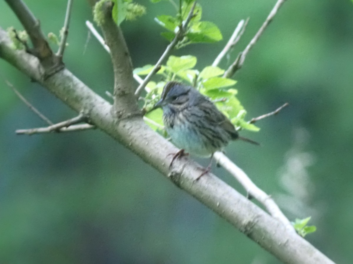 Lincoln's Sparrow - ML642515380