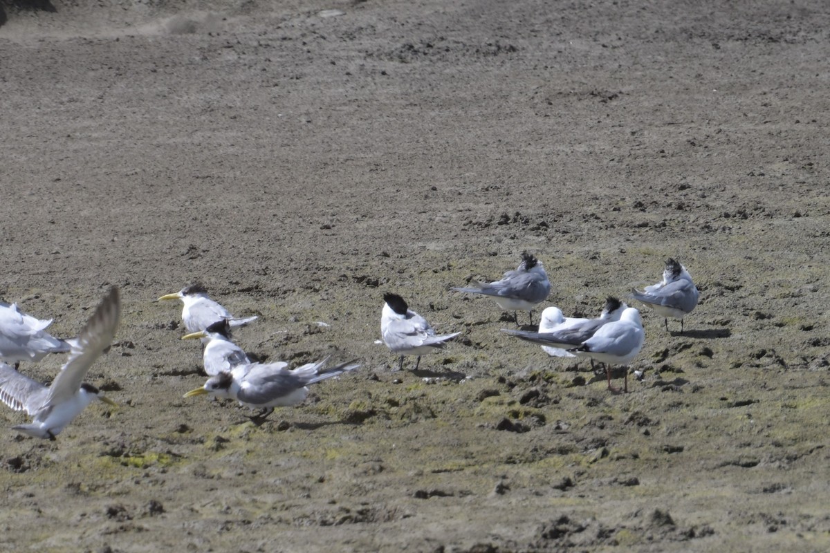Great Crested Tern - ML642515385
