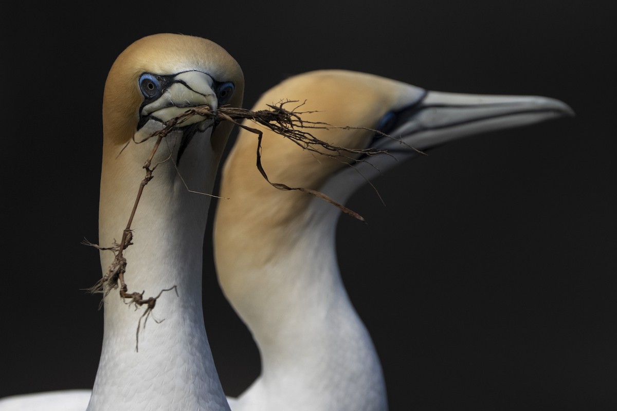 Australasian Gannet - ML642515388