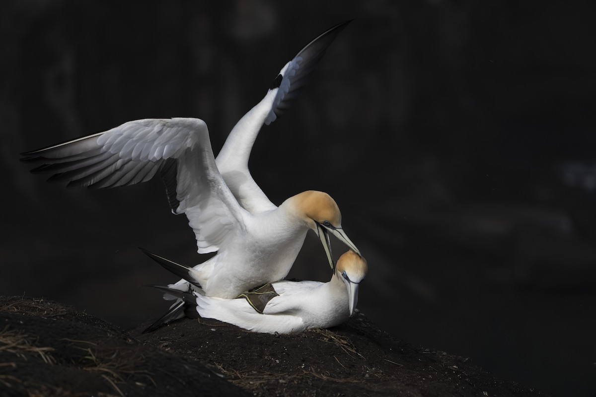 Australasian Gannet - ML642515390